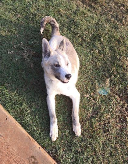 Yukon, Adopted, Adult Male Husky & Mixed Breed.