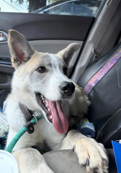 Enlarge Yukon, a Adopted mixed breed in Lawrenceville, GA image 2/2