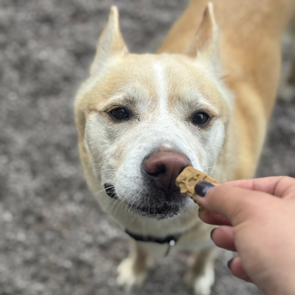 Enlarge Buzz, a Adoptable mixed breed in Newport, NC image 1/6