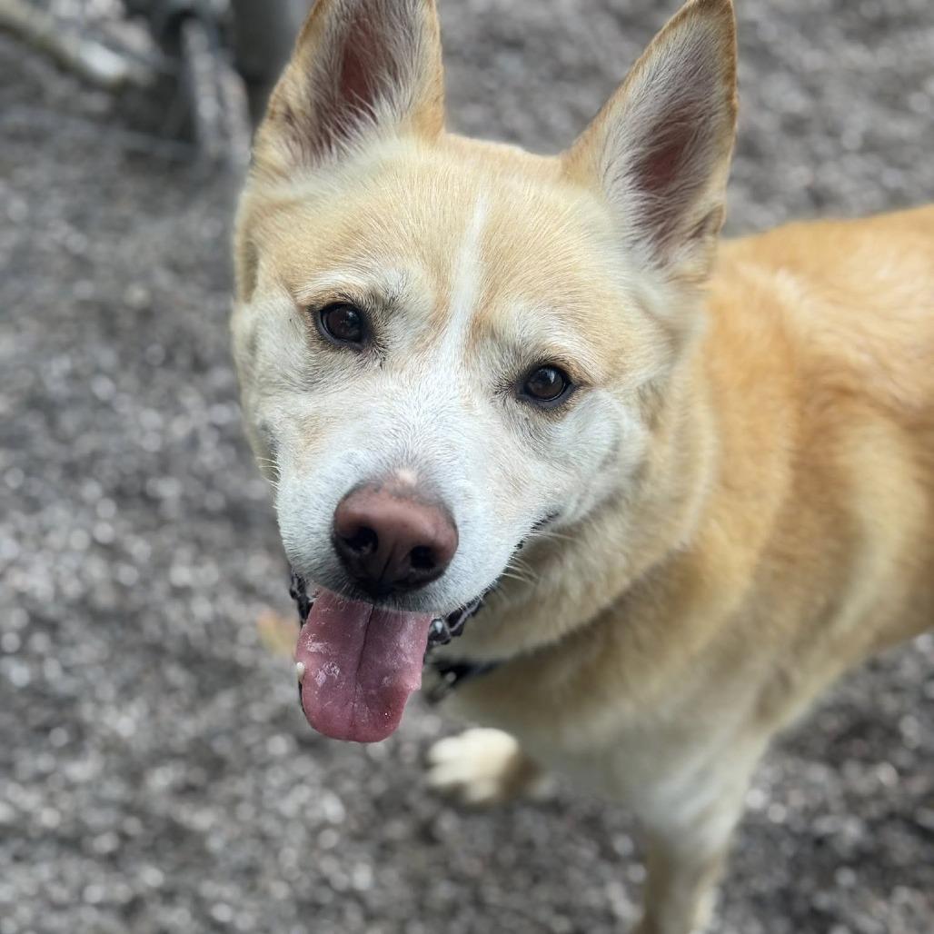 Buzz, Adoptable, Adult Male German Shepherd Dog.