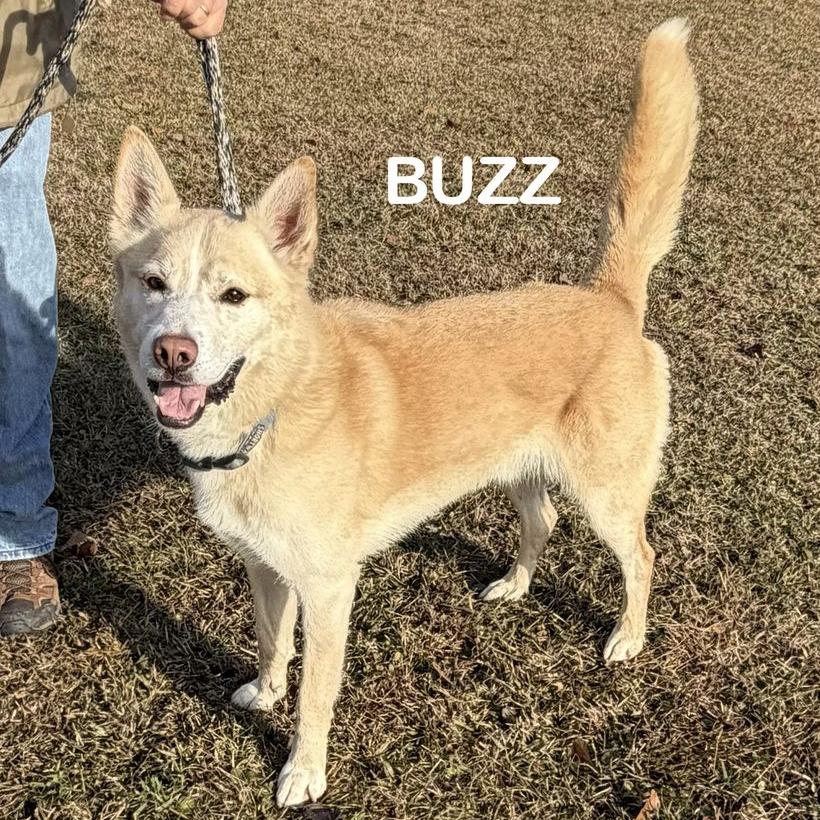 Enlarge Buzz, a Adoptable mixed breed in Newport, NC image 2/6