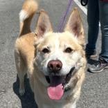 Enlarge Buzz, a Adoptable mixed breed in Newport, NC image 3/6