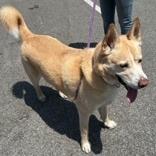 Enlarge Buzz, a Adoptable mixed breed in Newport, NC image 4/6