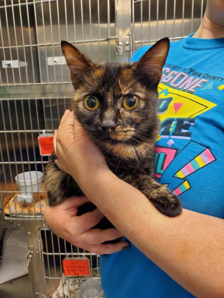 Fiona, Adoptable, Adult Female Domestic Short Hair.