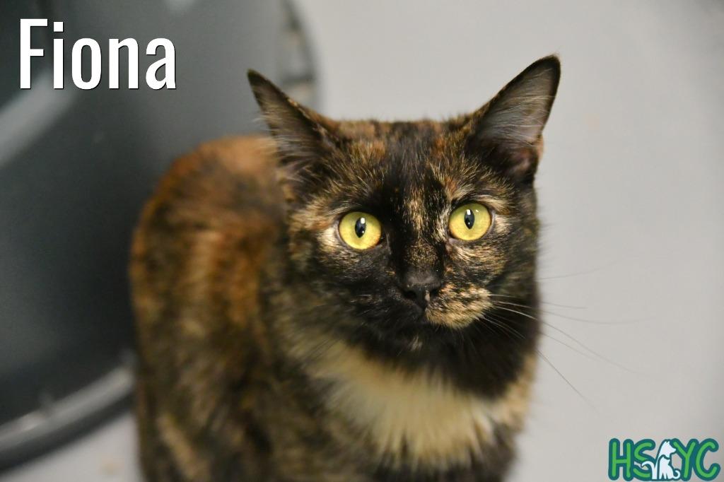 Fiona, a Adoptable mixed breed in Fort Mill, SC image 1/6