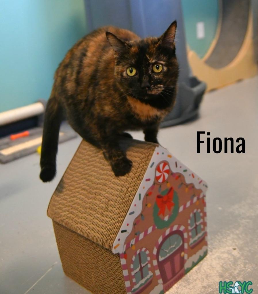 Enlarge Fiona, a Adoptable mixed breed in Fort Mill, SC image 4/6