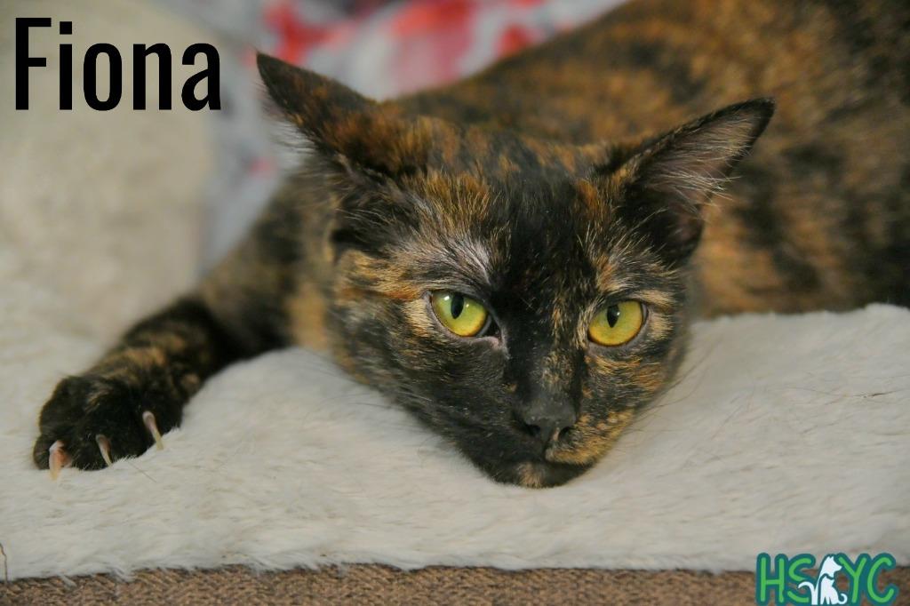 Enlarge Fiona, a Adoptable mixed breed in Fort Mill, SC image 5/6