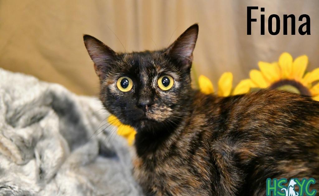 Fiona, a Adoptable mixed breed in Fort Mill, SC image 2/6