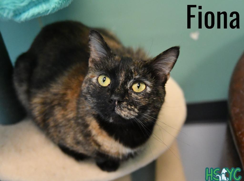 Enlarge Fiona, a Adoptable mixed breed in Fort Mill, SC image 6/6