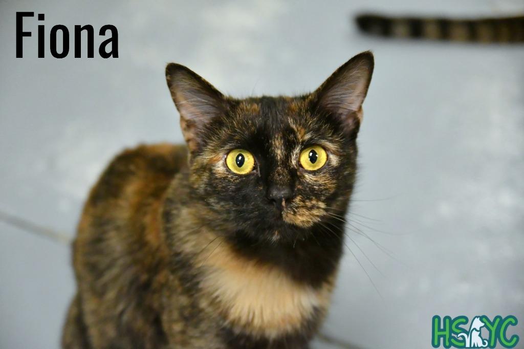 Fiona, a Adoptable mixed breed in Fort Mill, SC image 3/6