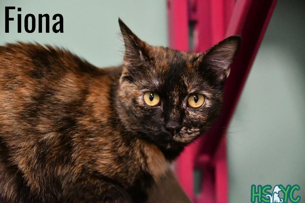 Fiona, a Adoptable mixed breed in Fort Mill, SC image 4/6