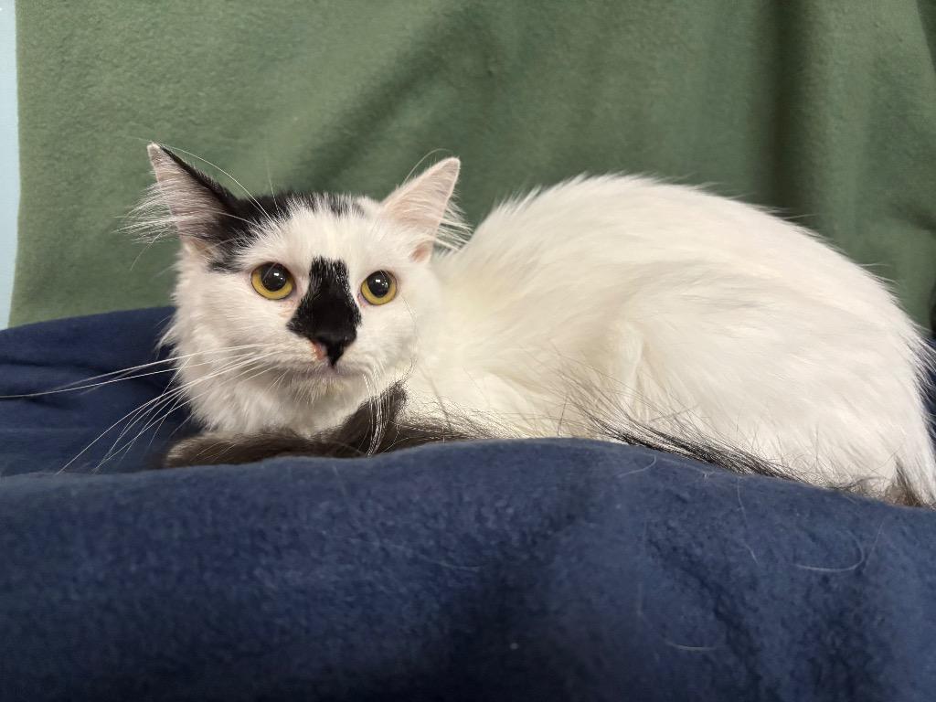 Zoe, Adoptable, Young Female Domestic Long Hair.