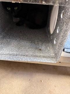 SOY, Adoptable, Young Male Domestic Short Hair.