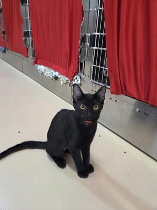 Crimini, Adoptable, Kitten Female Domestic Short Hair & Domestic Short Hair.