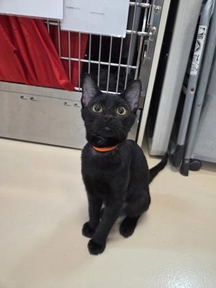 Crimini, a Adoptable mixed breed in Pleasanton, CA image 2/3