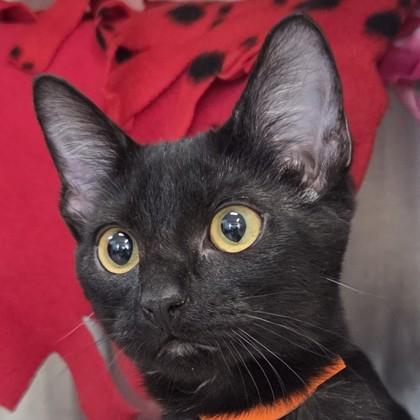 Crimini, a Adoptable mixed breed in Pleasanton, CA image 3/3