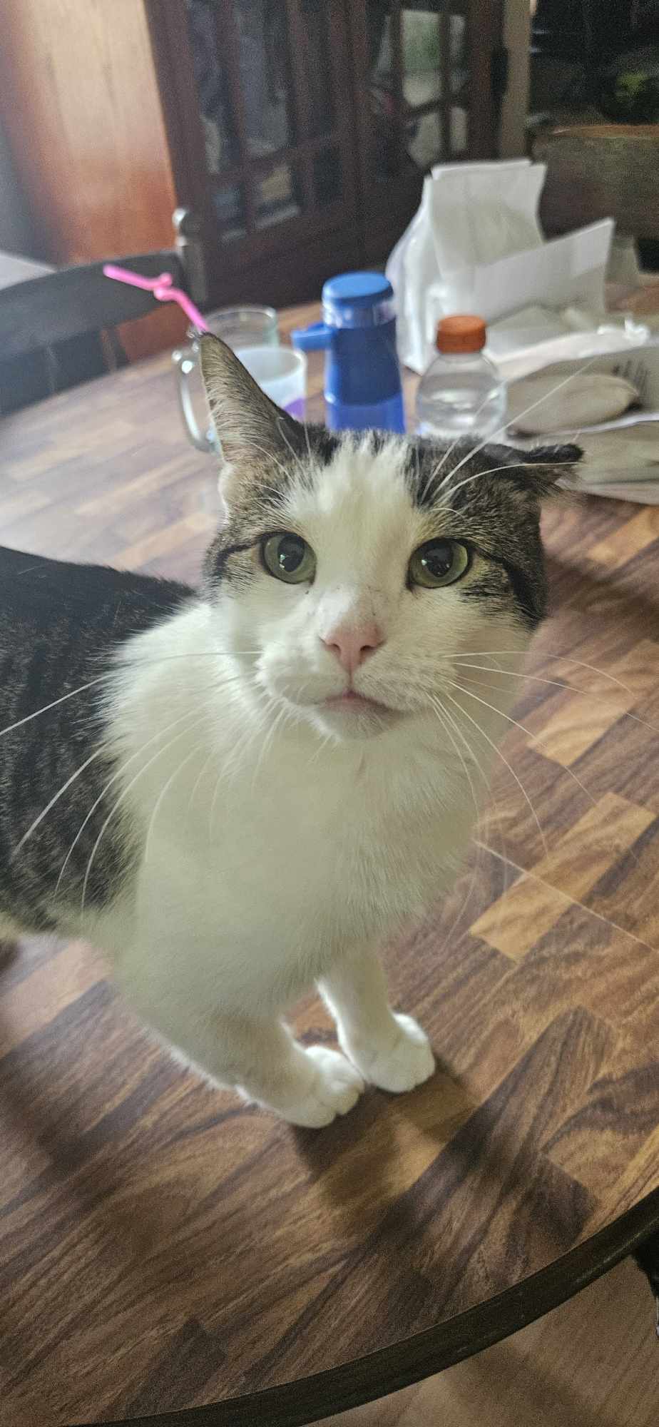 Enlarge Moses, a Adoptable Domestic Short Hair in Owatonna, MN image 1/4