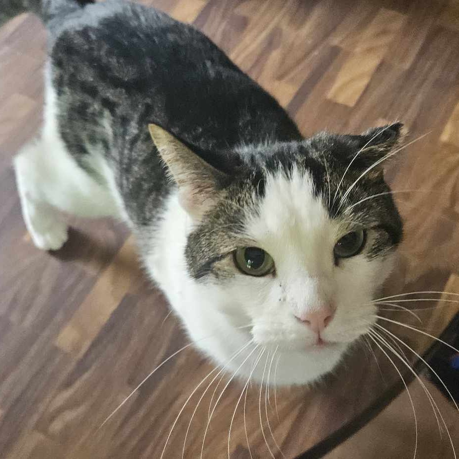 Enlarge Moses, a Adoptable Domestic Short Hair in Owatonna, MN image 2/4