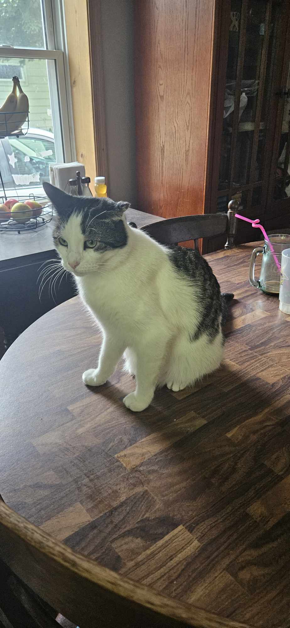 Enlarge Moses, a Adoptable Domestic Short Hair in Owatonna, MN image 3/4