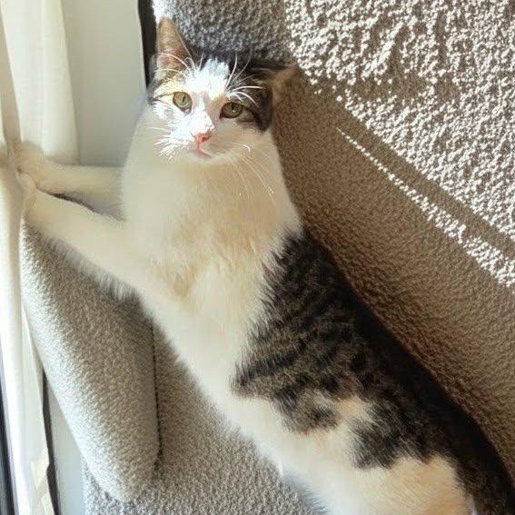 Enlarge Moses, an adoptable Domestic Short Hair in Owatonna, MN image 1/4