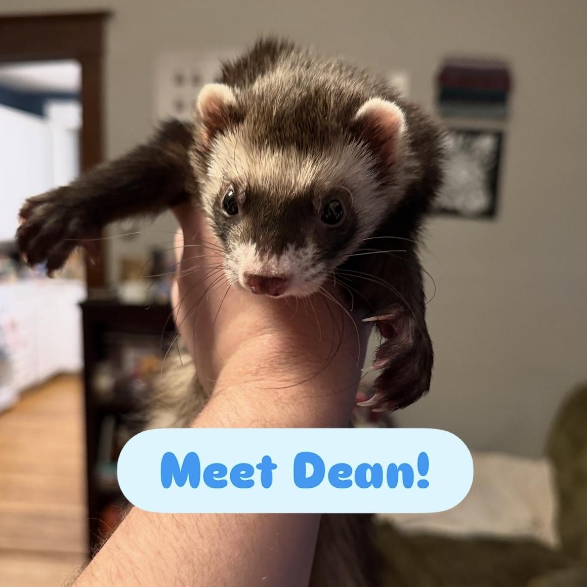 Enlarge Dean & Luna BONDED, an adopted Ferret in Minneapolis, MN image 2/4