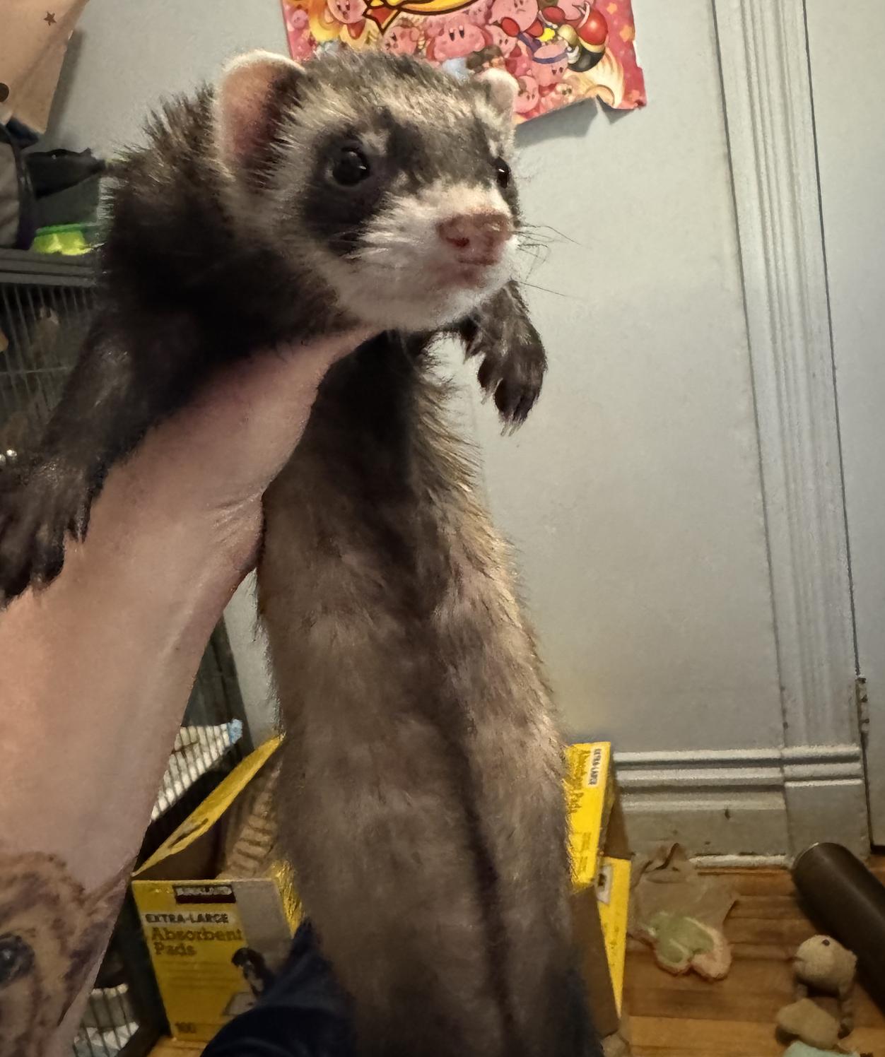 Enlarge Dean & Luna BONDED, an adopted Ferret in Minneapolis, MN image 4/4