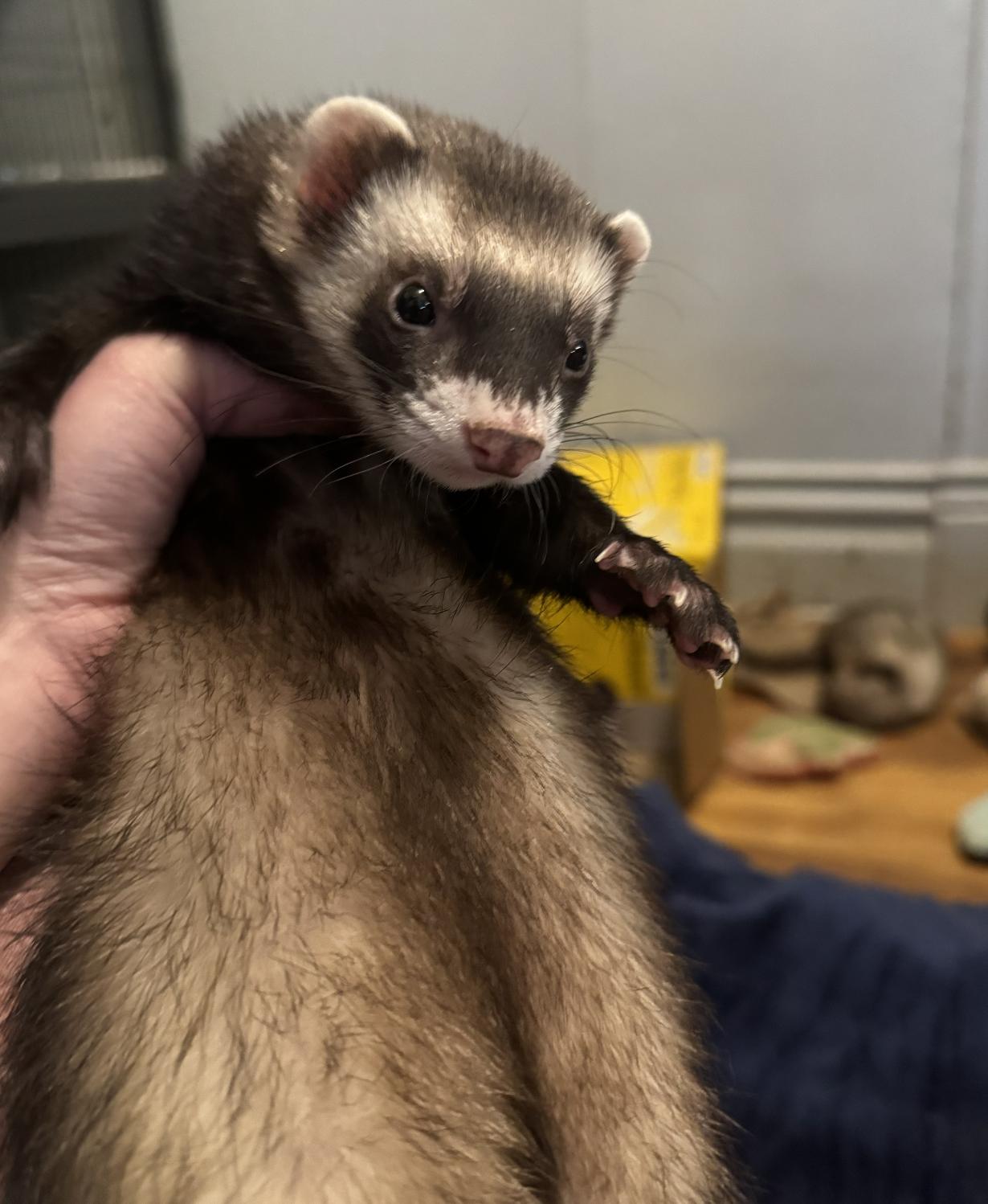 Enlarge Dean & Luna BONDED, an adopted Ferret in Minneapolis, MN image 3/4