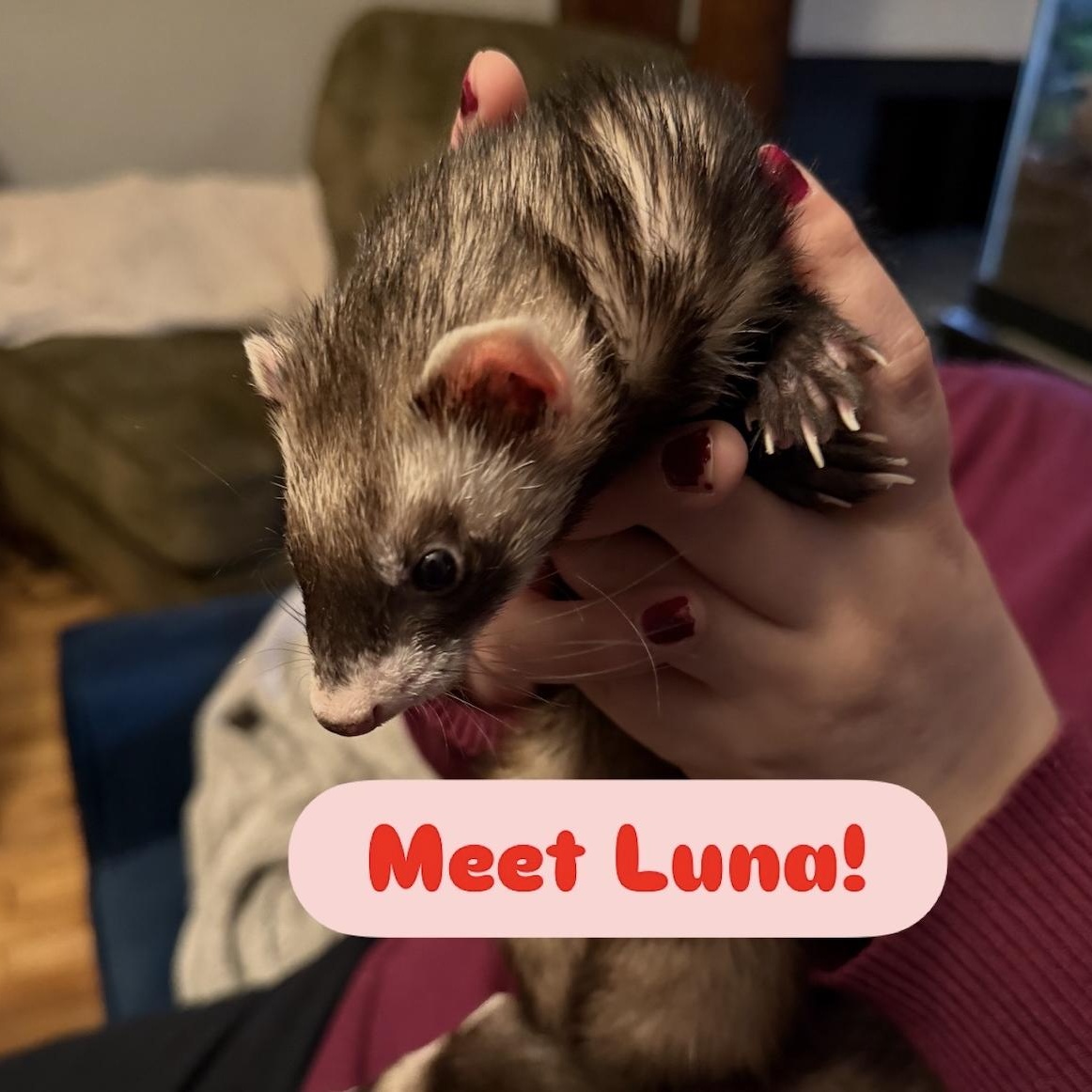 Dean & Luna BONDED, adopted, Young Male Ferret.