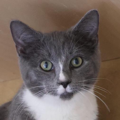 Russell, Adoptable, Young Male Domestic Short Hair.