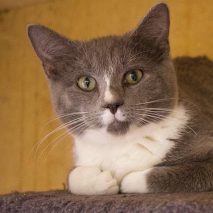 Russell, Adoptable, Young Male Domestic Short Hair.