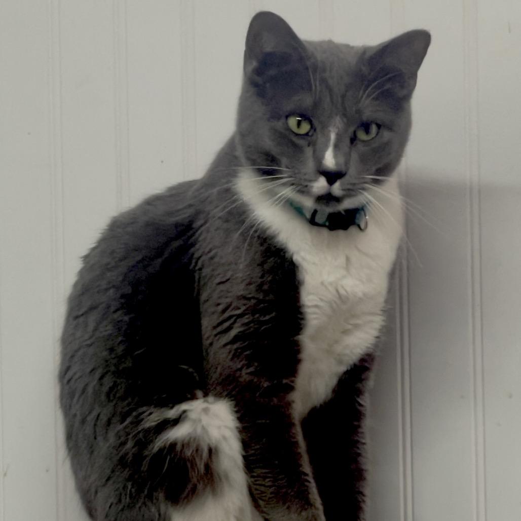 Russell, Adoptable, Adult Male Domestic Short Hair.