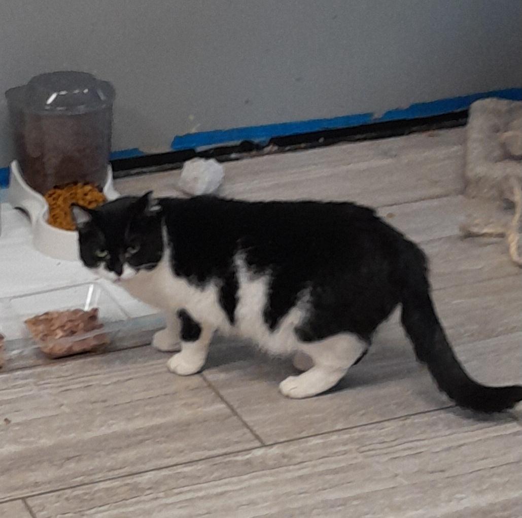 Enlarge Wilma, a Adoptable Domestic Short Hair in Brighton, MI image 1/6