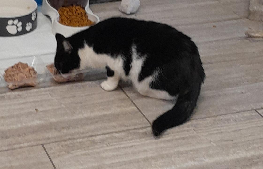 Enlarge Wilma, a Adoptable Domestic Short Hair in Brighton, MI image 2/6