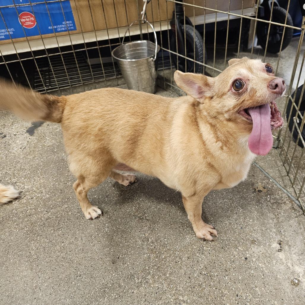 Enlarge Leia, a Adoptable mixed breed in Apple Valley, CA image 1/2