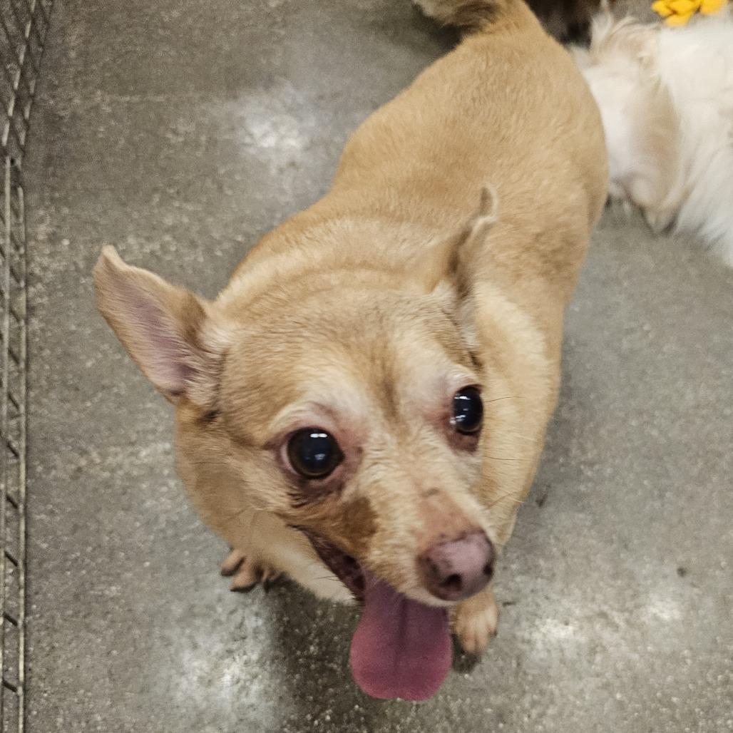 Enlarge Leia, a Adoptable mixed breed in Apple Valley, CA image 2/2