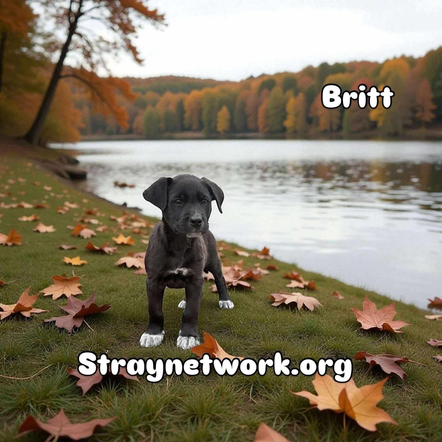 Britt, Adoptable, Puppy Female Labrador Retriever & Australian Cattle Dog / Blue Heeler.