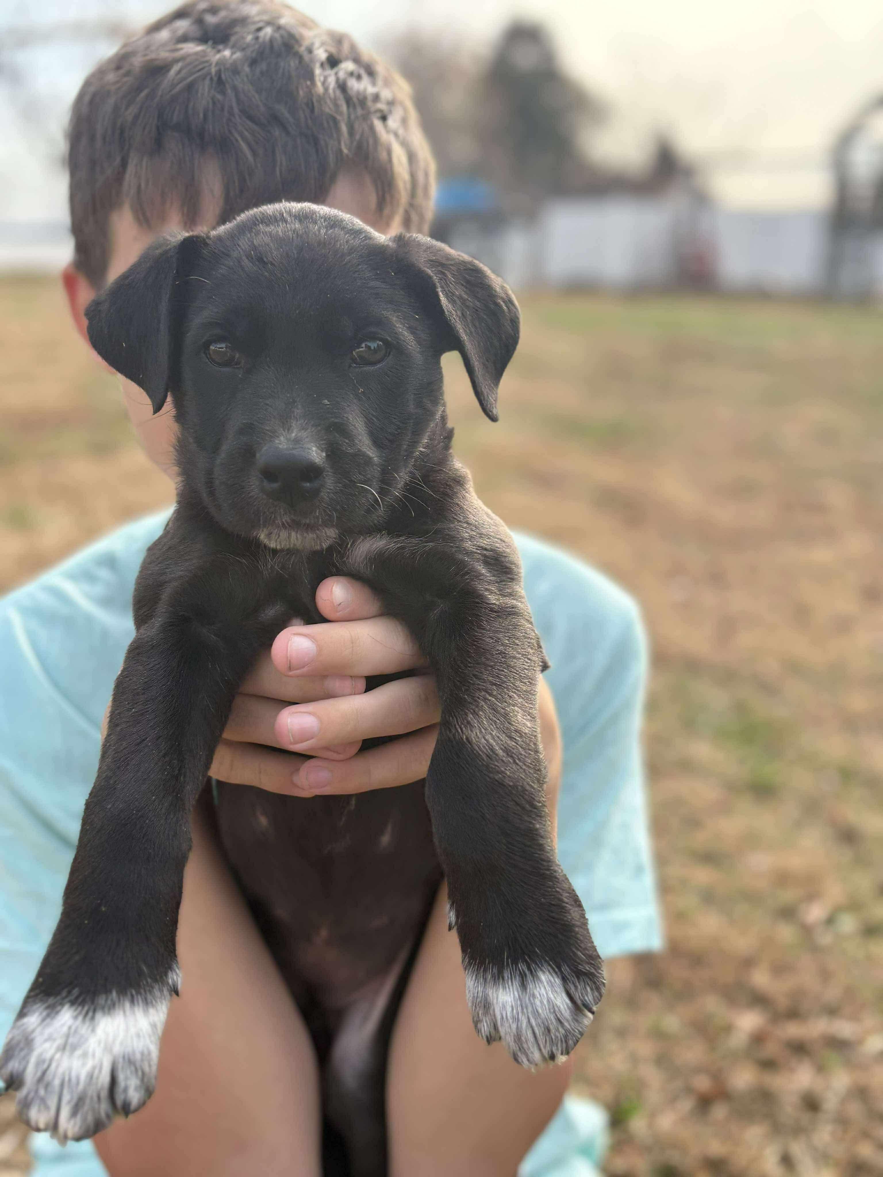 Britt, an adopted mixed breed in Hatfield, PA image 3/5