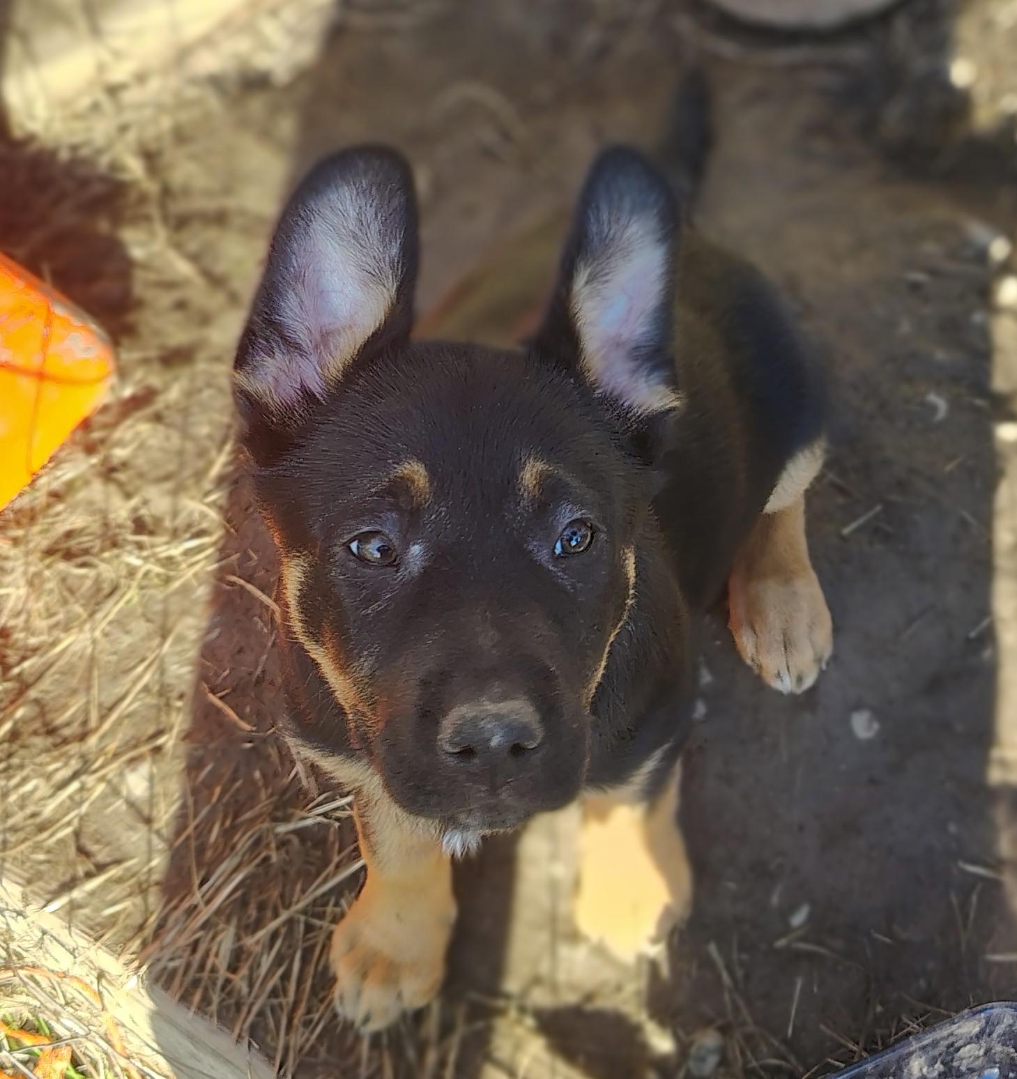 Maggie, ADOPTABLE, Puppy Female German Shepherd Dog & Boxer.