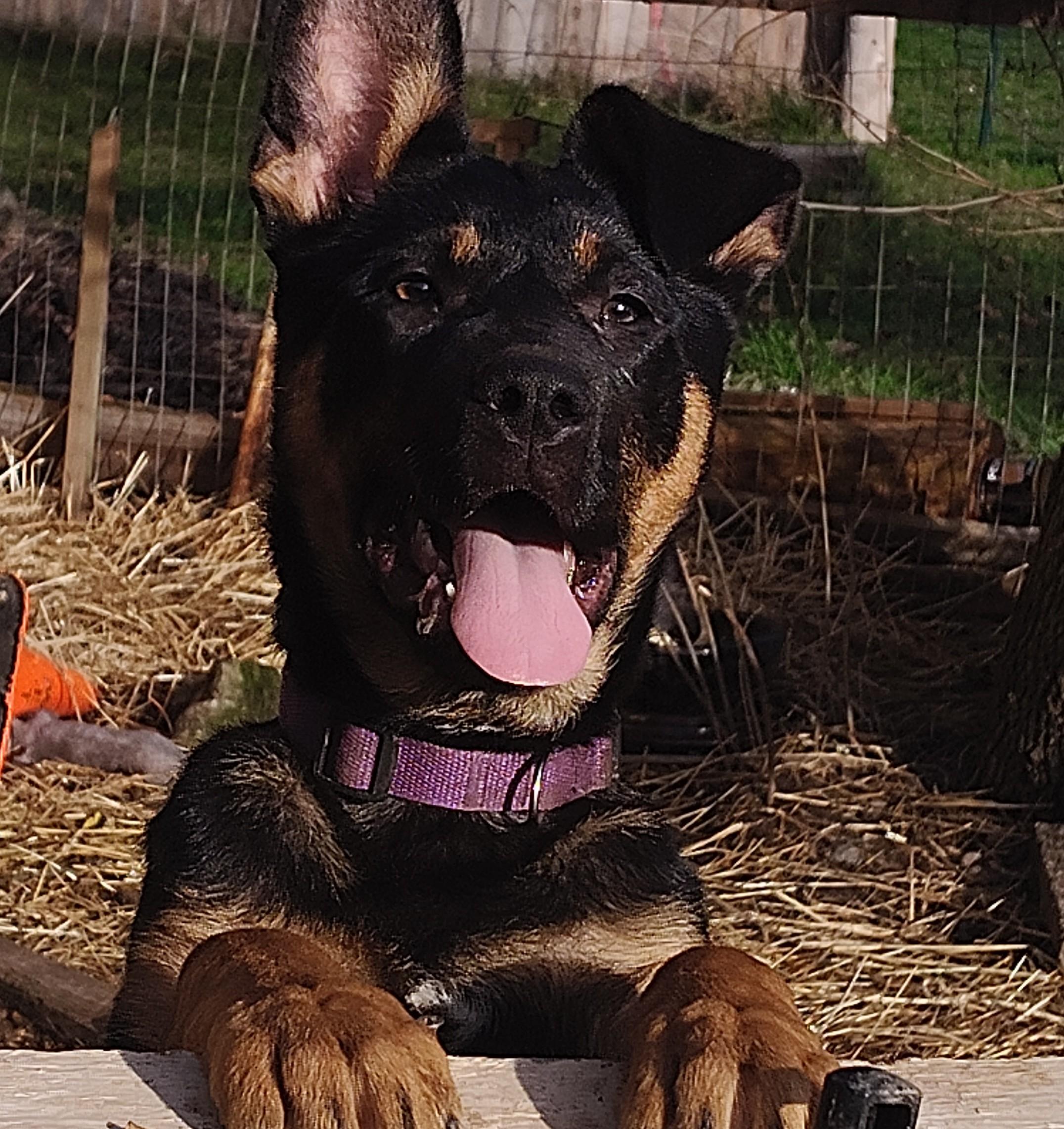 Enlarge Maggie, an adopted mixed breed in Eatonville, WA image 1/1