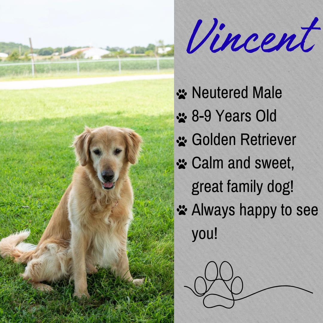 Enlarge Vincent, an adopted Golden Retriever in Junction City, KS image 1/1