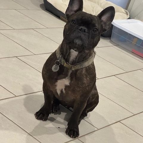 Oliver, a ADOPTABLE French Bulldog in Austin, TX image 4/4