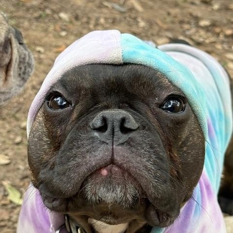 Oliver, ADOPTABLE, Adult Male French Bulldog.