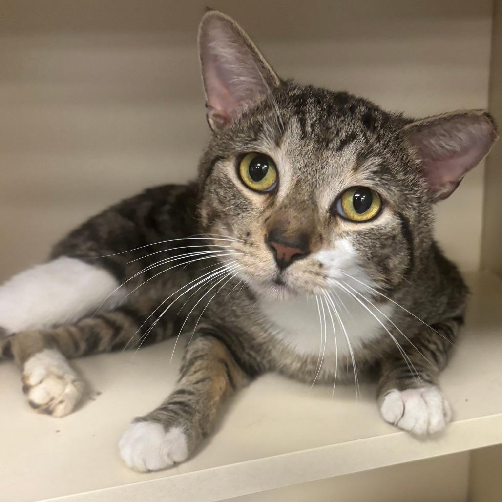 Asher, Adoptable, Adult Male Domestic Short Hair.