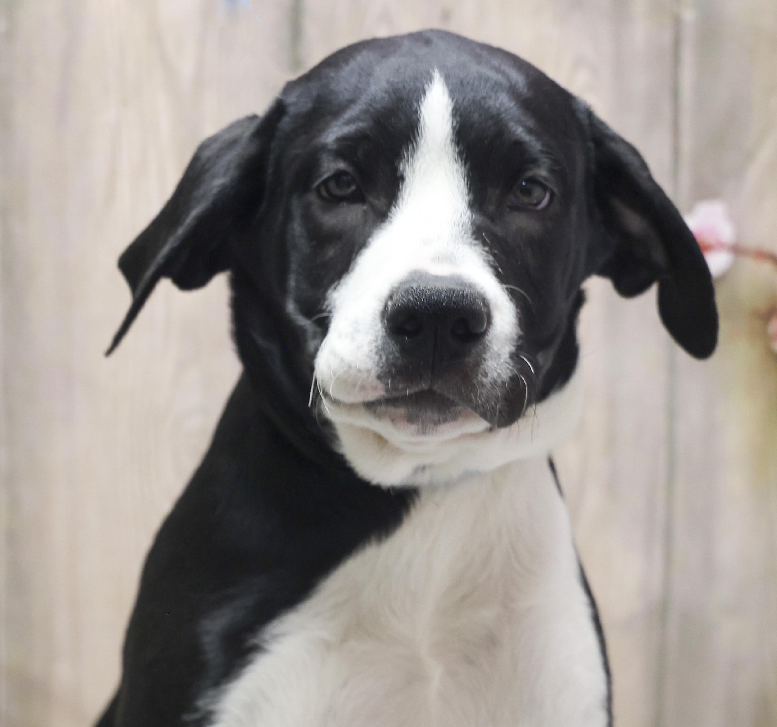 Venus, an adopted mixed breed in Casa Grande, AZ image 3/3