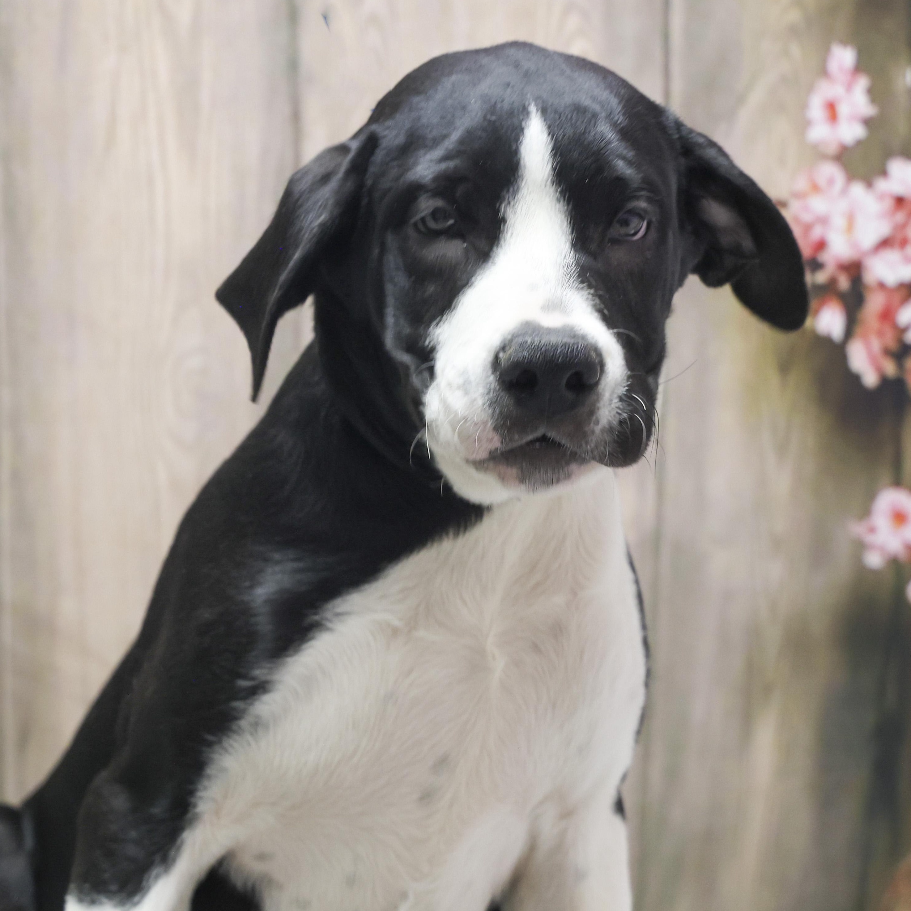 Venus, adopted, Young Female Hound.
