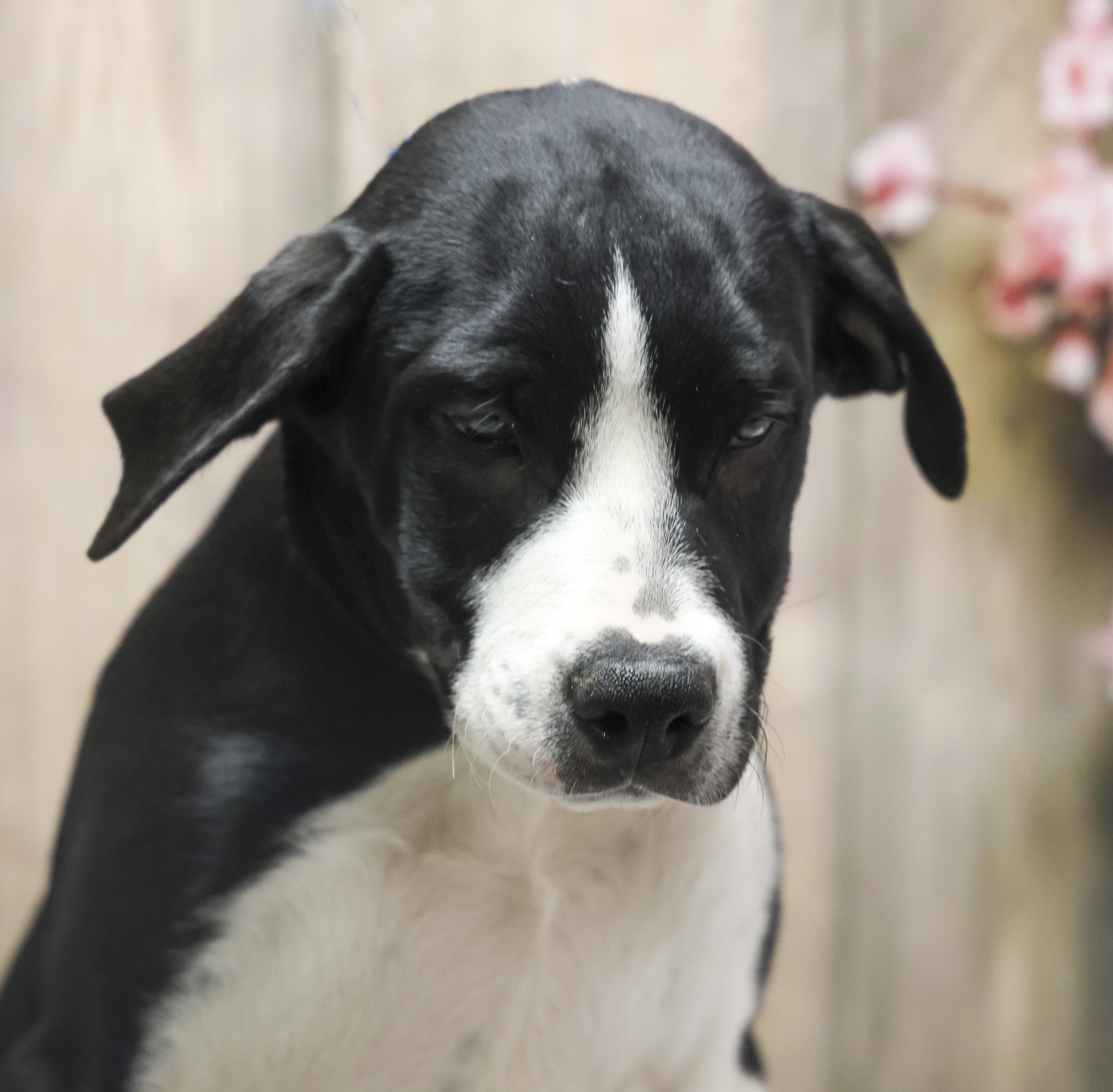 Venus, an adopted mixed breed in Casa Grande, AZ image 2/3