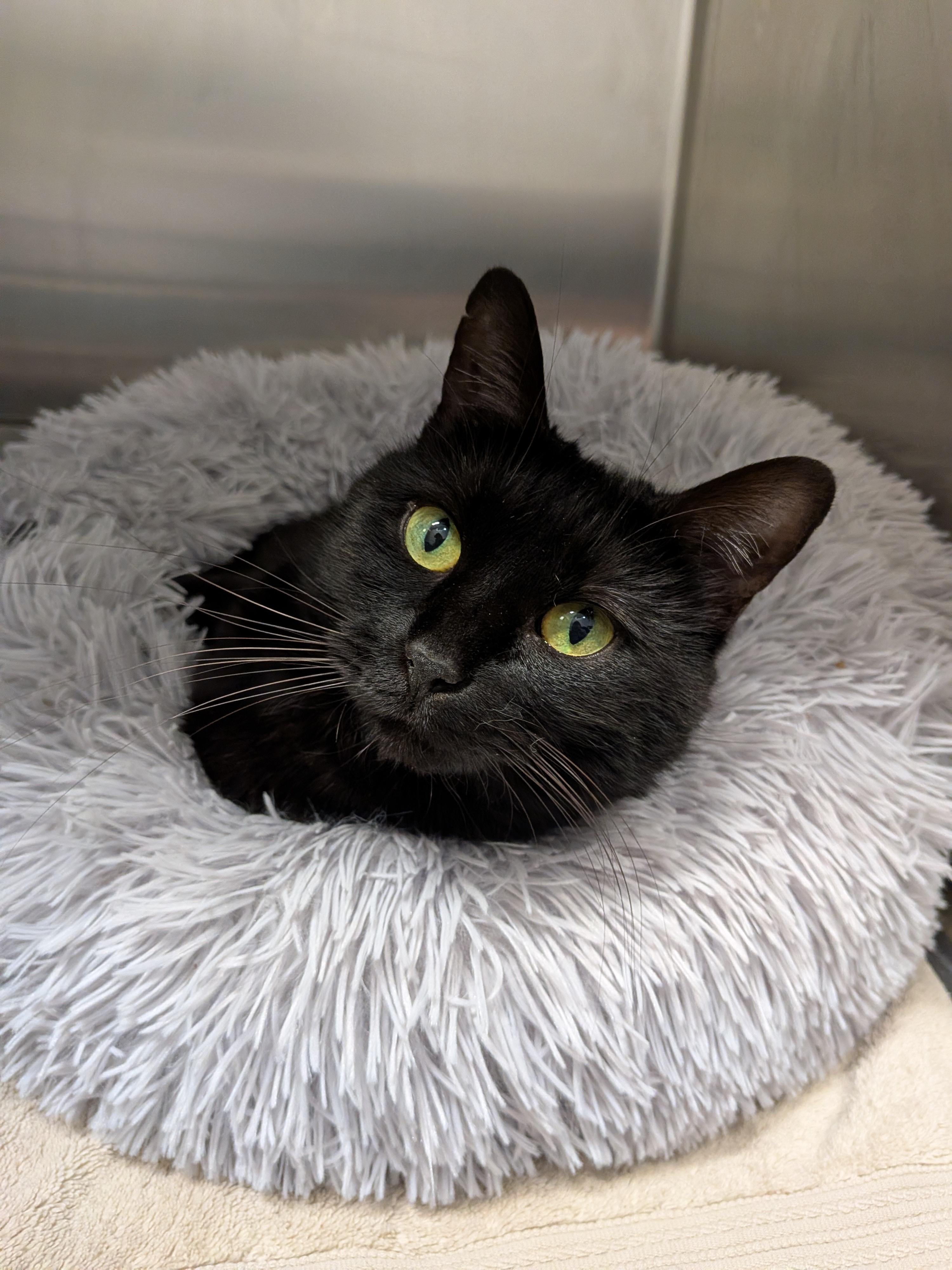 Bonnie, Adoptable, Adult Female Domestic Short Hair.