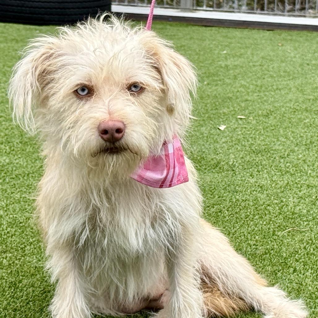 Maple, a Adoptable mixed breed in San Antonio, TX image 5/6