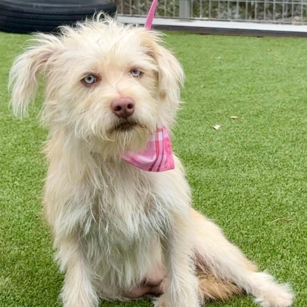 Maple, a Adoptable mixed breed in San Antonio, TX image 4/6