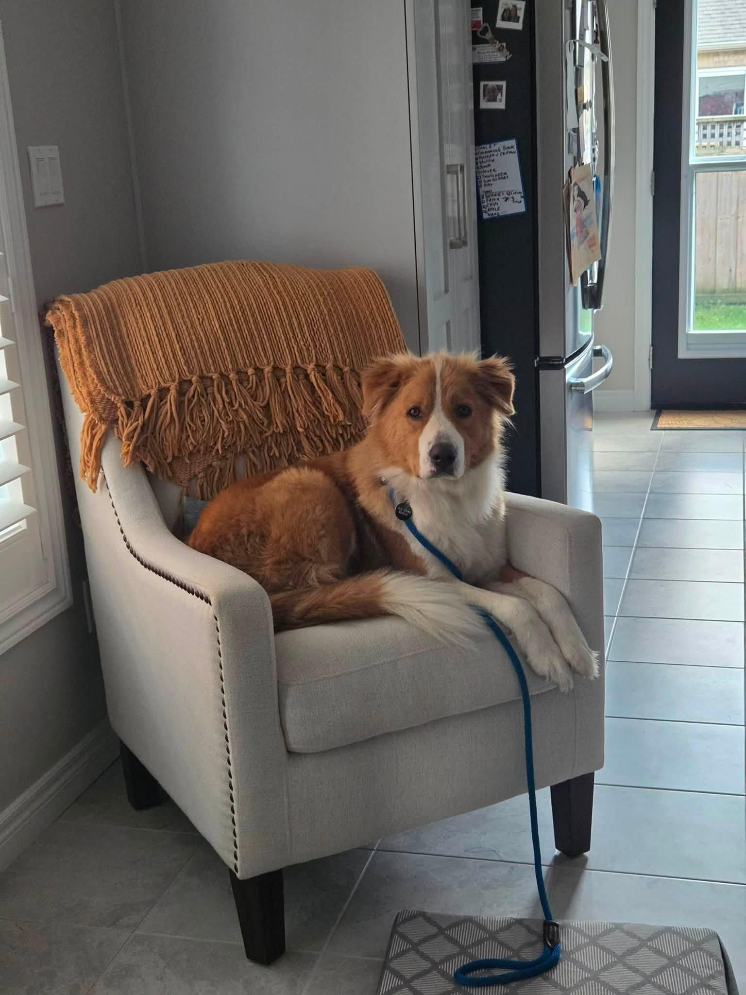 Enlarge Martha, a Adopted mixed breed in Toronto, ON image 2/6
